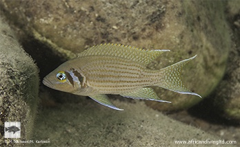Neolamprologus pulcher 'Kazomba Point'